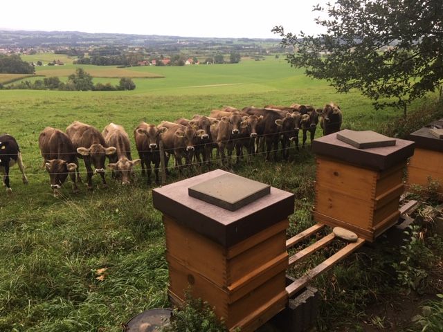 Eine Herde Kühe steht vor mehreren Bienenstöcken.